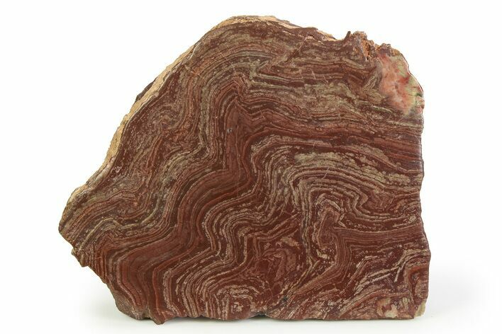 Polished, Neoproterozoic Stromatolite (Conophyton) - Morocco #350895